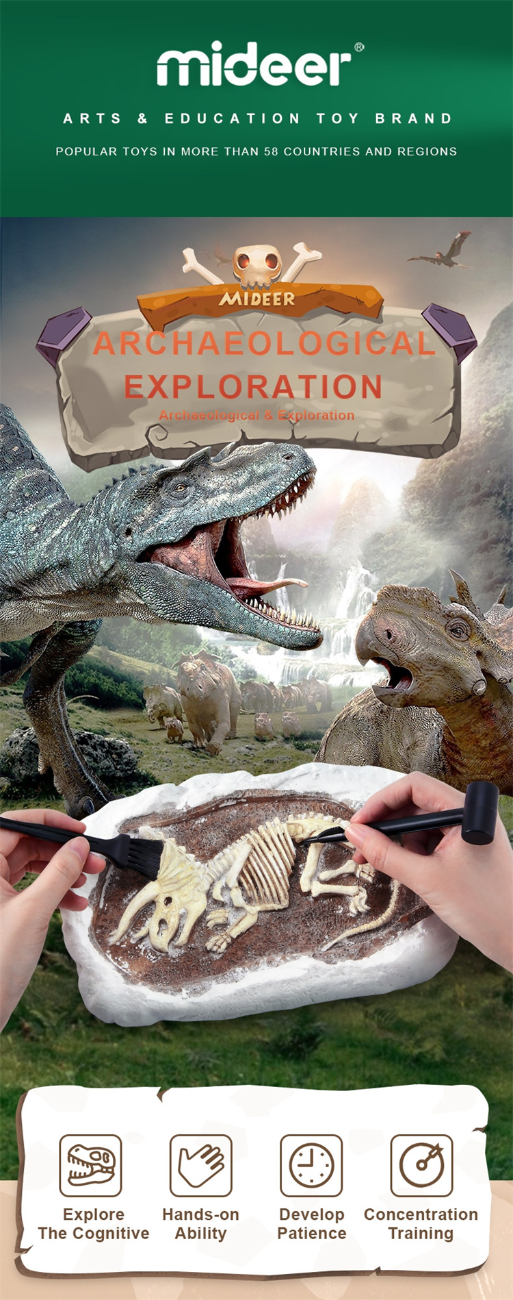 Mideer Fossile archäologische Ausgrabungsspielzeug der Dinosaurier